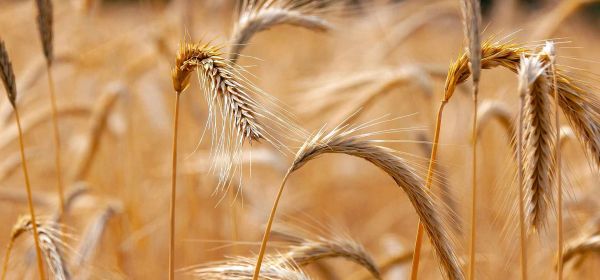 Bayer und BASF im Performance-Rausch und MustGrow Biologics als Geheimwaffe gegen den Welthunger!