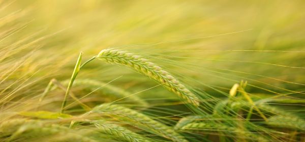 Die L&ouml;sung f&uuml;r den Hunger einer wachsenden Weltbev&ouml;lkerung: Bayer, K+S und MustGrow Biologics! Senf als biologische Innovationen kann die Landwirtschaft von morgen ver&auml;ndern!